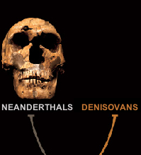 The Family Tree - Neanderthals and Denisovans were closely related. DNA comparisons suggest that our ancestors diverged from theirs some 500,000 years ago. (Click on image to view larger.)
 
 A Tale of Three Humans
A third kind of human, called Denisovans, seems to have coexisted in Asia with Neanderthals and early modern humans. The latter two are known from abundant fossils and artifacts. Denisovans are defined so far only by the DNA from one bone chip and two teeth—but it reveals a new twist to the human story.
Chip Clark, Smithsonian Institution.